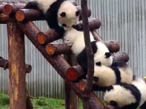 Панда на лестнице фото